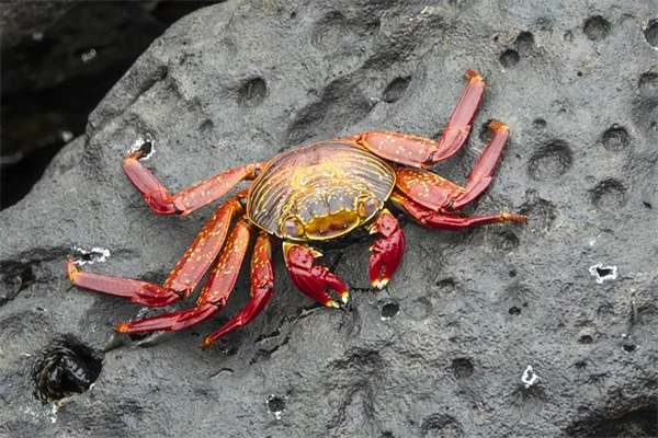 ミシガンの春の野花を楽しむコツと守り方