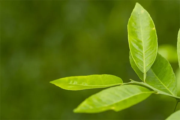 根詰まりを好む観葉植物7選｜植え替え不要のコツ