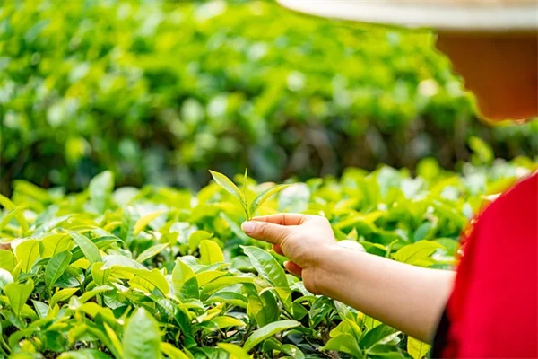 矮生大丽花7推荐：小型花园&amp;盆栽的最佳选择